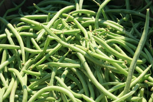 just picked green beans, at the local farmers market