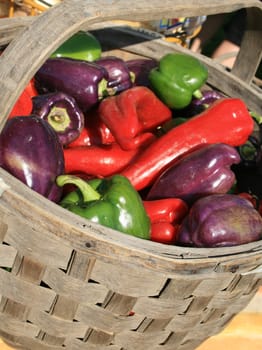 a basket of colorful freshly picked red, purple and green peppers, for sale at the farmers market