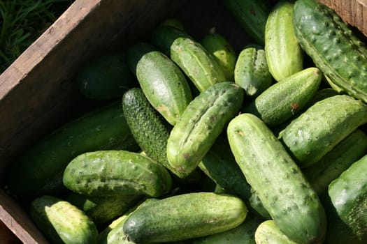 Green pickles, just picked, at the farmers market