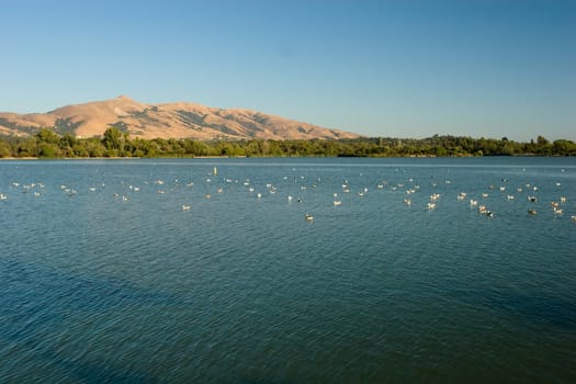 Lake Elizabeth, an 83 acre man made lake that serves as a scenic picture for the residents who come to picnic, play sports, walk or tour the vicinity.