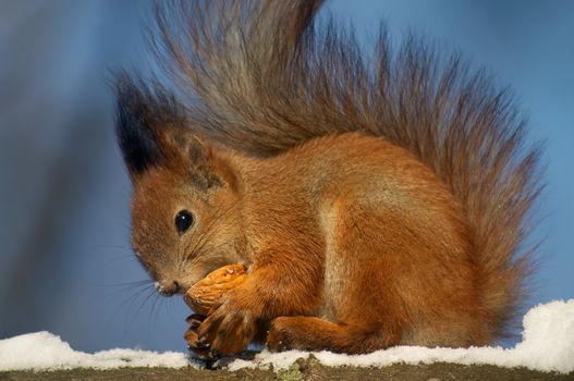 Red squirrel with fluffy tail is eating something from the nutshell