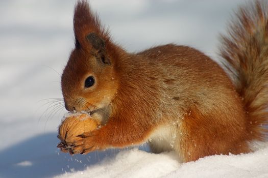 Red squirell with nut in her hands on the snow