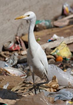 Egret bird on dump