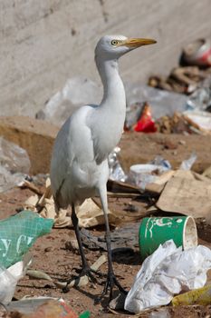 Egret bird hunting on the landfill