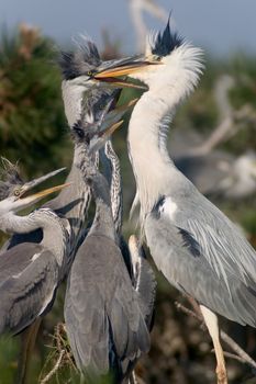 grey heron feeding baby birds in the nest