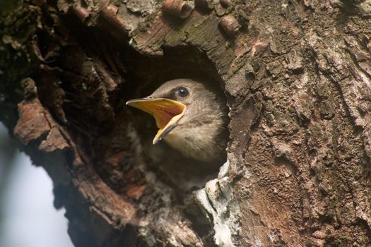 Baby bird in the hollow