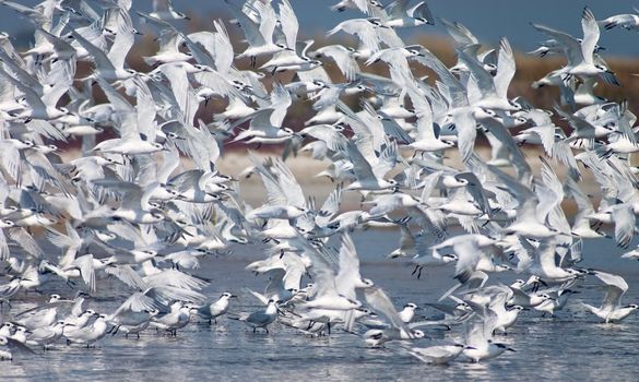 flush of tern birds flying up from the lake