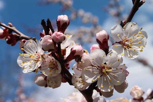 White flowers on the branches of cherry tree