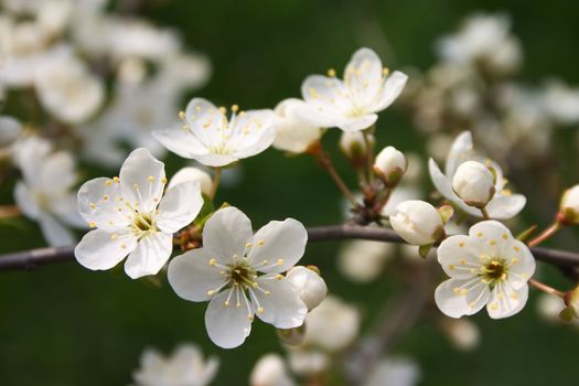 Cherry tree with white flowers on the green background