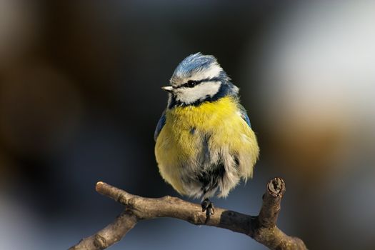 Blue-yellow tit standing on its one foot on the branch