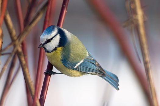 Blue tit sitting in the bushes catching hold of the branch