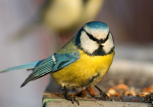 Blue tit with funny full face almost ready to fly