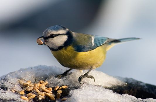 Blue tit sitting on the food tray covered with snow in front of seeds with one seed in its beak