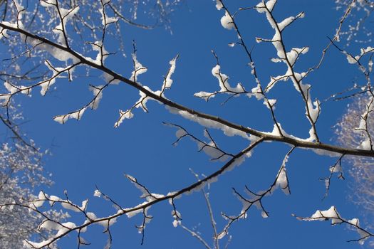 Branch with snow on the background of blue sky