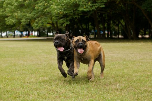 Two running dog in a park.