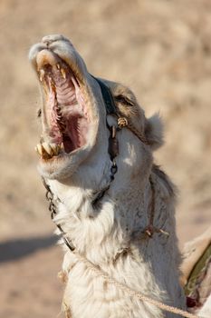 bawling white camel with open mouth full of big yellow teeth