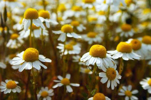 Daisy flowers blooming on the spring meadow