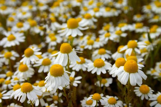 Camomile meadow