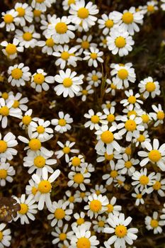 Wild chamomile flowers on the meadow