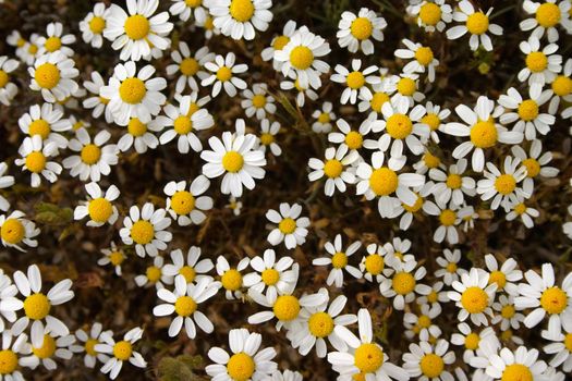 Group of white chamomile flowers