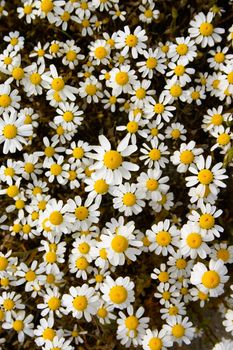 Blooming camomile flowers