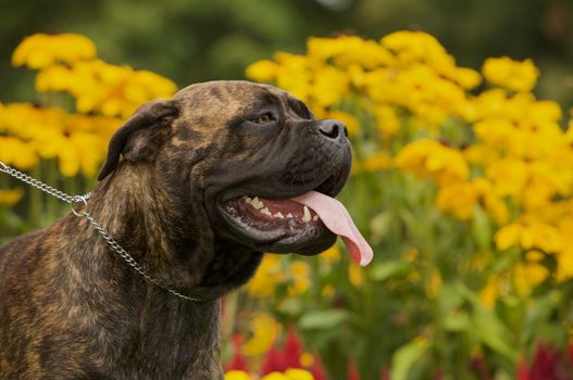 A beautiful bullmastiff standing in front of yellow flowers.