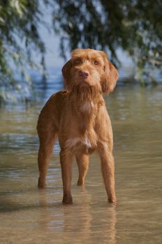 A deerhound standing in a river.