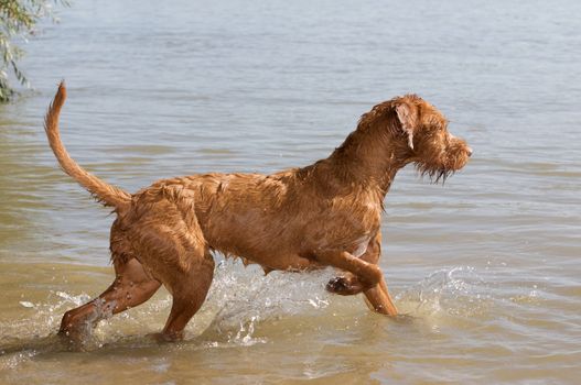 A deerhound running in the river.