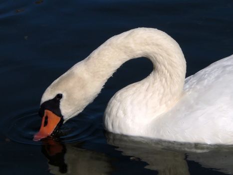 White swan on ponds