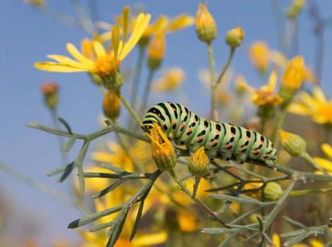 Bright spotted green caterpillar on the yellow flower