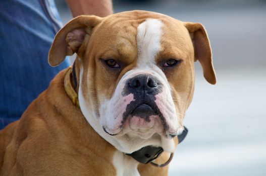 A sitting bulldog.