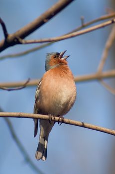 Chaffinch bird warble on a tree twig