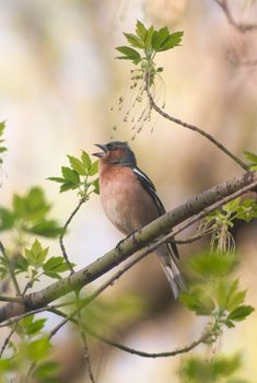 chaffinch bird singing  in the middle of new leafs