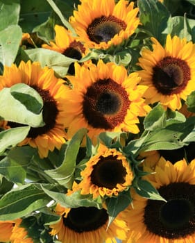 sunflowers with brown centers, bouquets for sale at the local farmers market