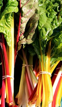 freshly harvested rainbow swiss chard, at the farmers market