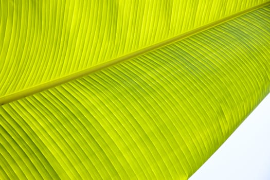Green clear banana's leaf background