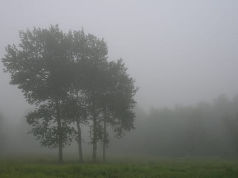 on a foggy Maine morning, a small stand of trees at the edge of a meadow. copy space allowed