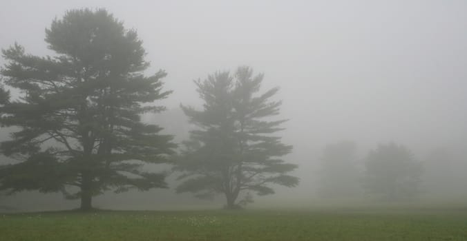 a line of  pine trees, standing at the edge of a meadow, on a foggy morning in Maine.  Copy space allowed.