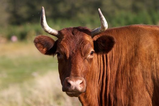 Portrait of brown cow