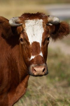 Portrait of a brown cow