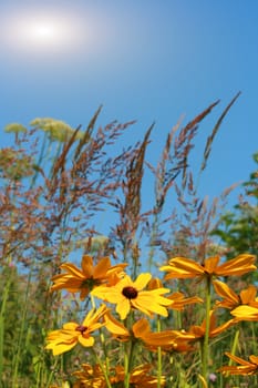 Greater bright flowers growing upwards to the sky