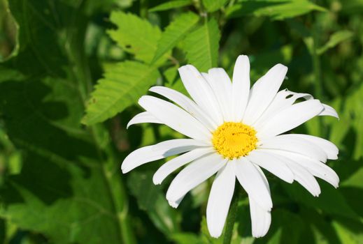 The greater camomile shined by a sunlight