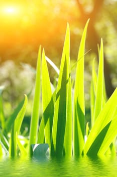 Bright leaves grow from water upwards to the sun