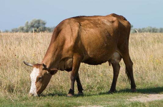 Cow grazing on the meadow