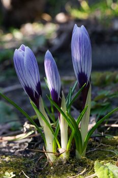 Small crocuses flowering