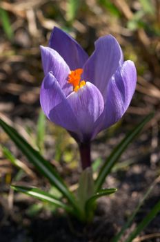 Purple crocus flower on the spring meadow. Shallow DOF