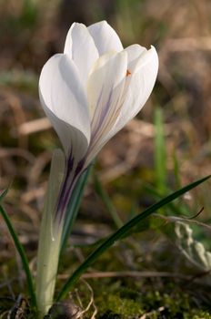 White crocus flower blooming on the sunny place at spring