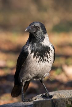 Wild crow bird on the stump