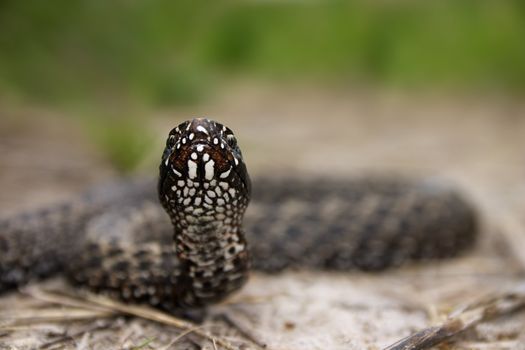 Snake before rush on te bloor background. Sharpness on it's eye's