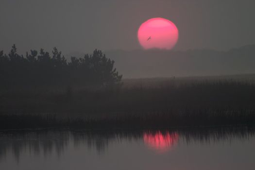 Sunrise over foggy lake. Bird's silhouette on the sun